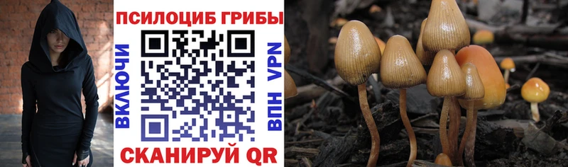 Галлюциногенные грибы Psilocybine cubensis  Старица 